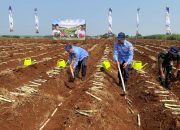 PPAL Ambil Bagian Dalam Gerakan Tanam Tebu Serentak Nasional di Subang